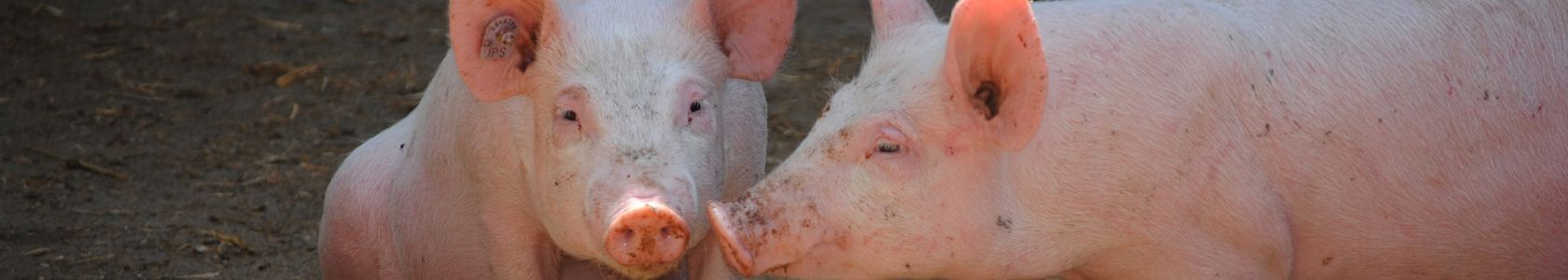 Thiết kế chưa có tên - 1 Thiết kế chưa có tên - 1